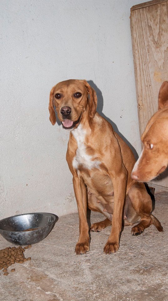 11949400_1054027414621038_6398306286504281293_n