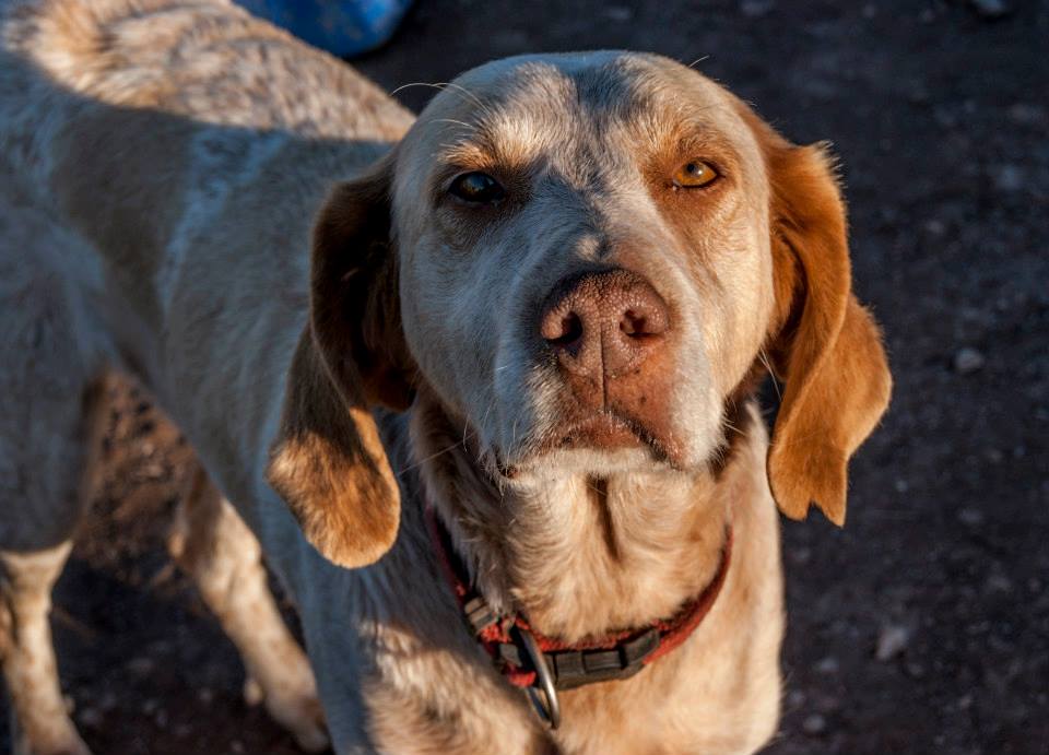 10305607_797207356969713_4879440636510581454_n