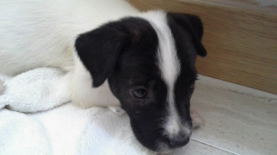 10610481_1063803443643435_752038077224729756_n