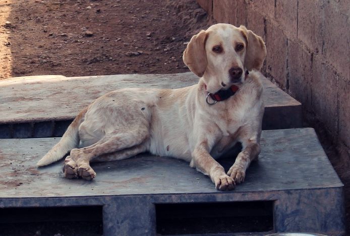 10616674_883745458315902_8411113648519705038_n