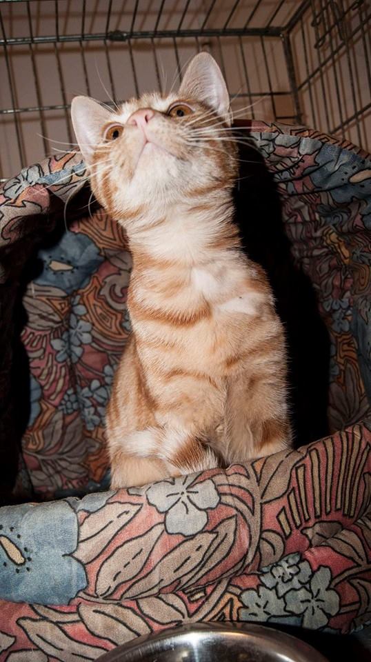 11168065_1071800969510349_3849149621477504583_n