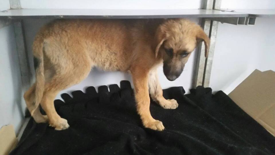 11218682_10206884199400054_2543943542581652374_n