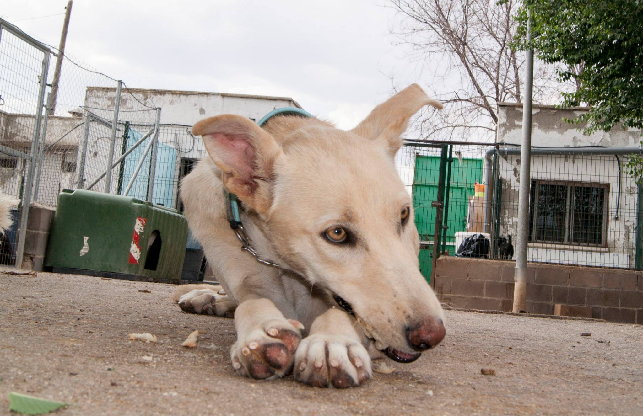 11401801_10206135490122790_8112714422615409527_o