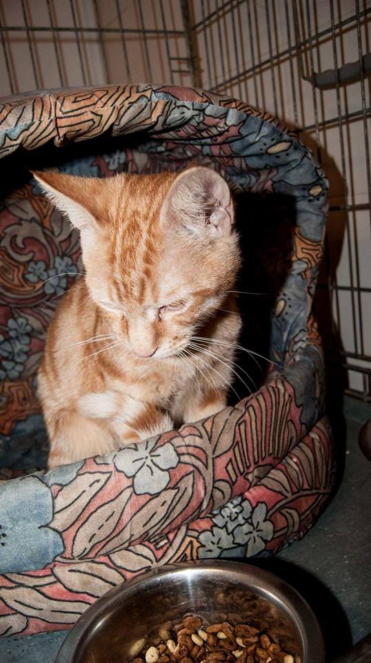 11947690_1071800989510347_3775874991727565165_n