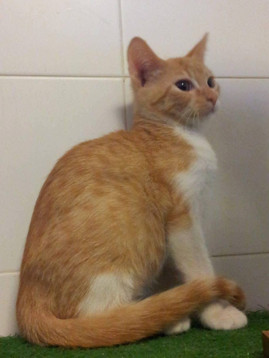 12001075_1070897016267411_2201233119270954400_o