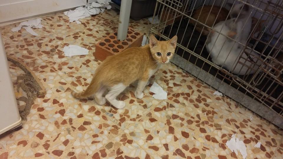 12002283_1070897039600742_5862799872206129231_n