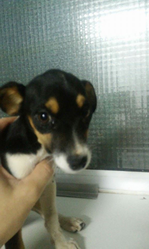 12003948_1067999493223830_88384805693155152_n