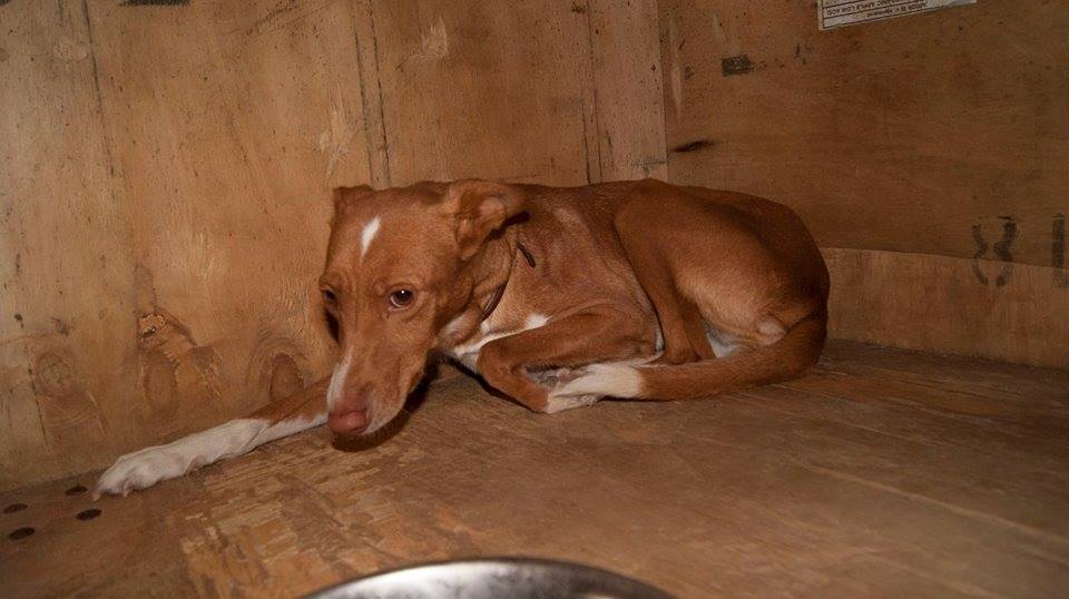 12004825_1071418259548620_628229555384747508_n