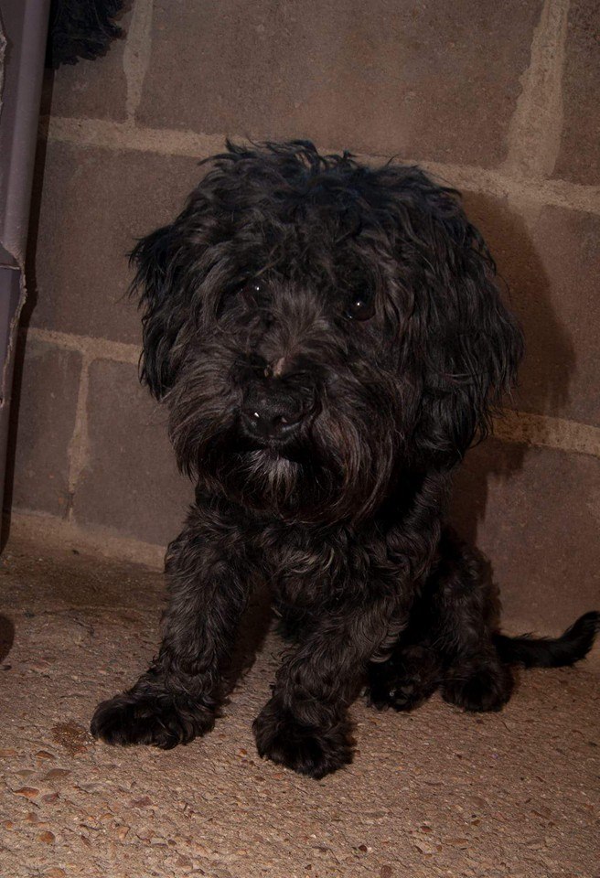 12011356_1068571726499940_8174735538070487096_n