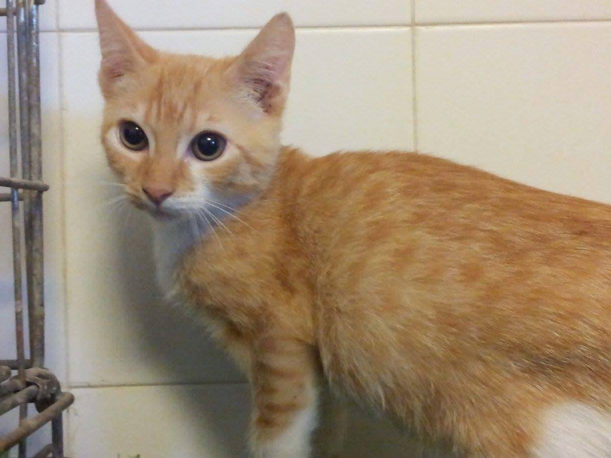 12017595_1070896989600747_1765860074806150720_o