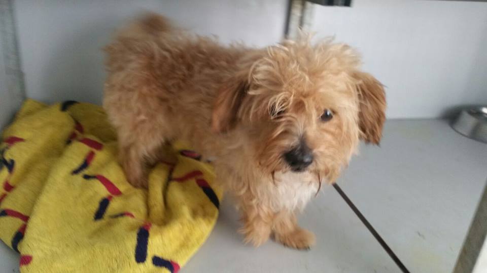 12032118_1070208226336290_6287379663616077845_n