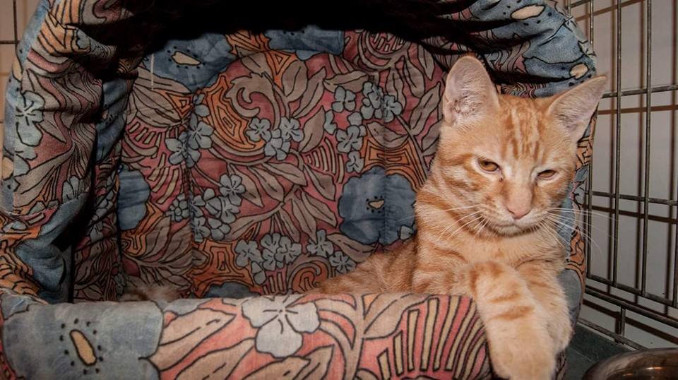 12032980_1071801016177011_373704870017571358_n