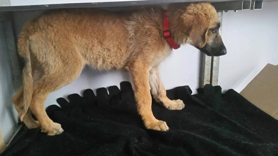 12033131_10206884199440055_3557724688808301754_n