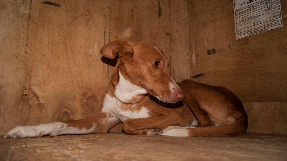 12036558_1071418229548623_6436134848008178264_n