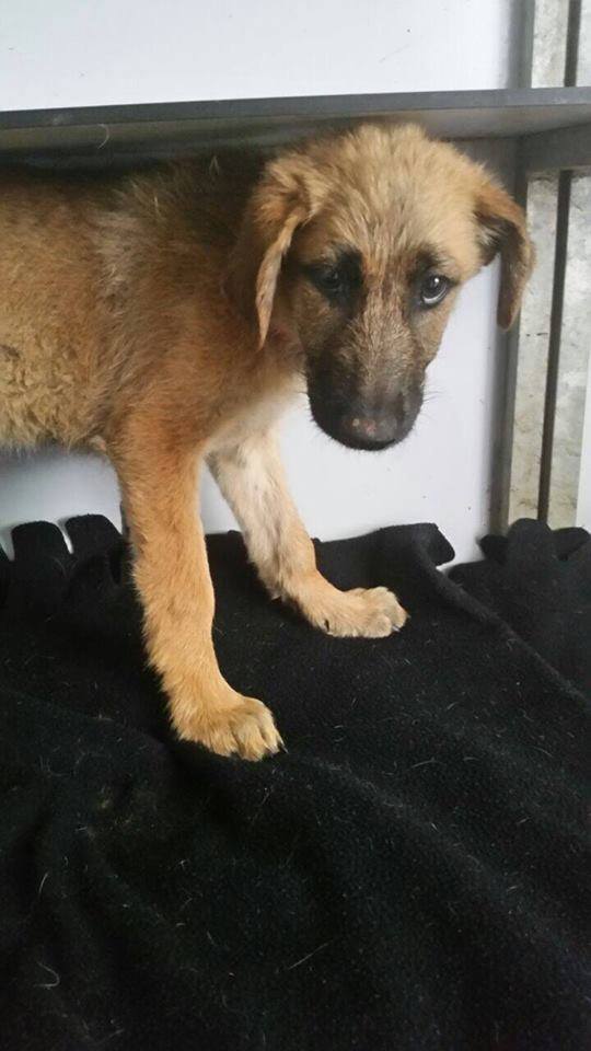 12036948_10206884199480056_6575625126069140985_n