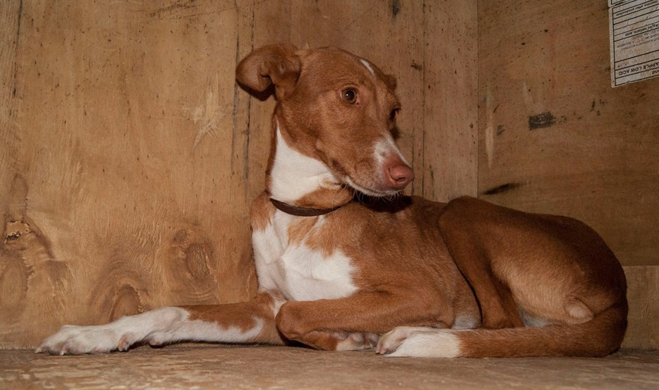 12047135_1071418236215289_3261416544569378701_n