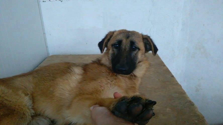 12523923_1123976994292746_853746540811408648_n