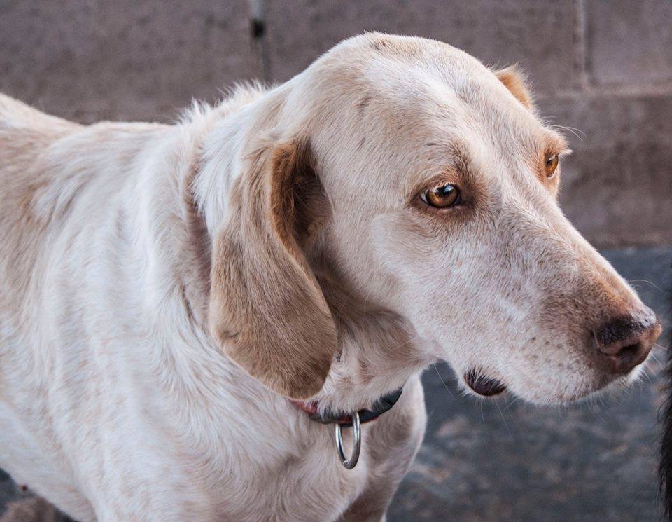 1908446_889440921079689_5443390974333127998_n