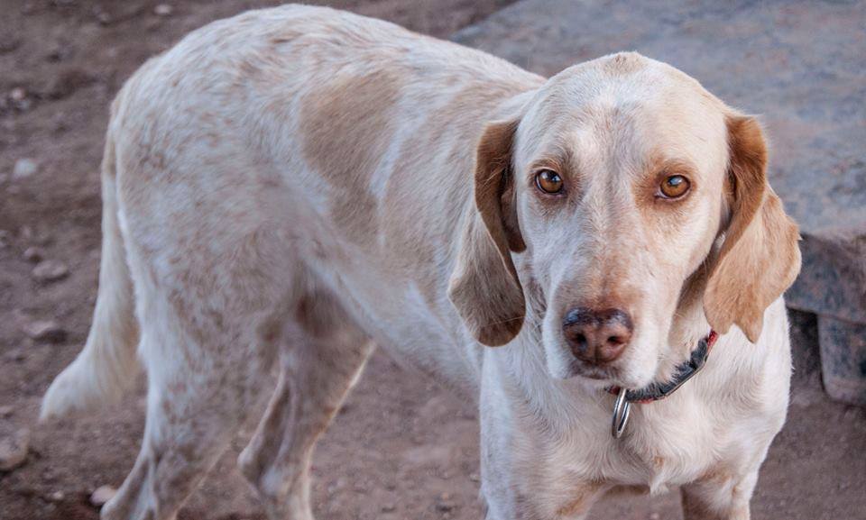 559525_889440931079688_2130965491693696555_n