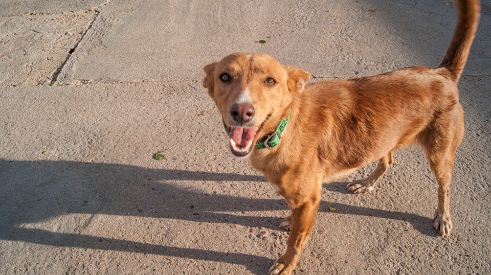 11041630_1065506560139790_2306707009241742159_n