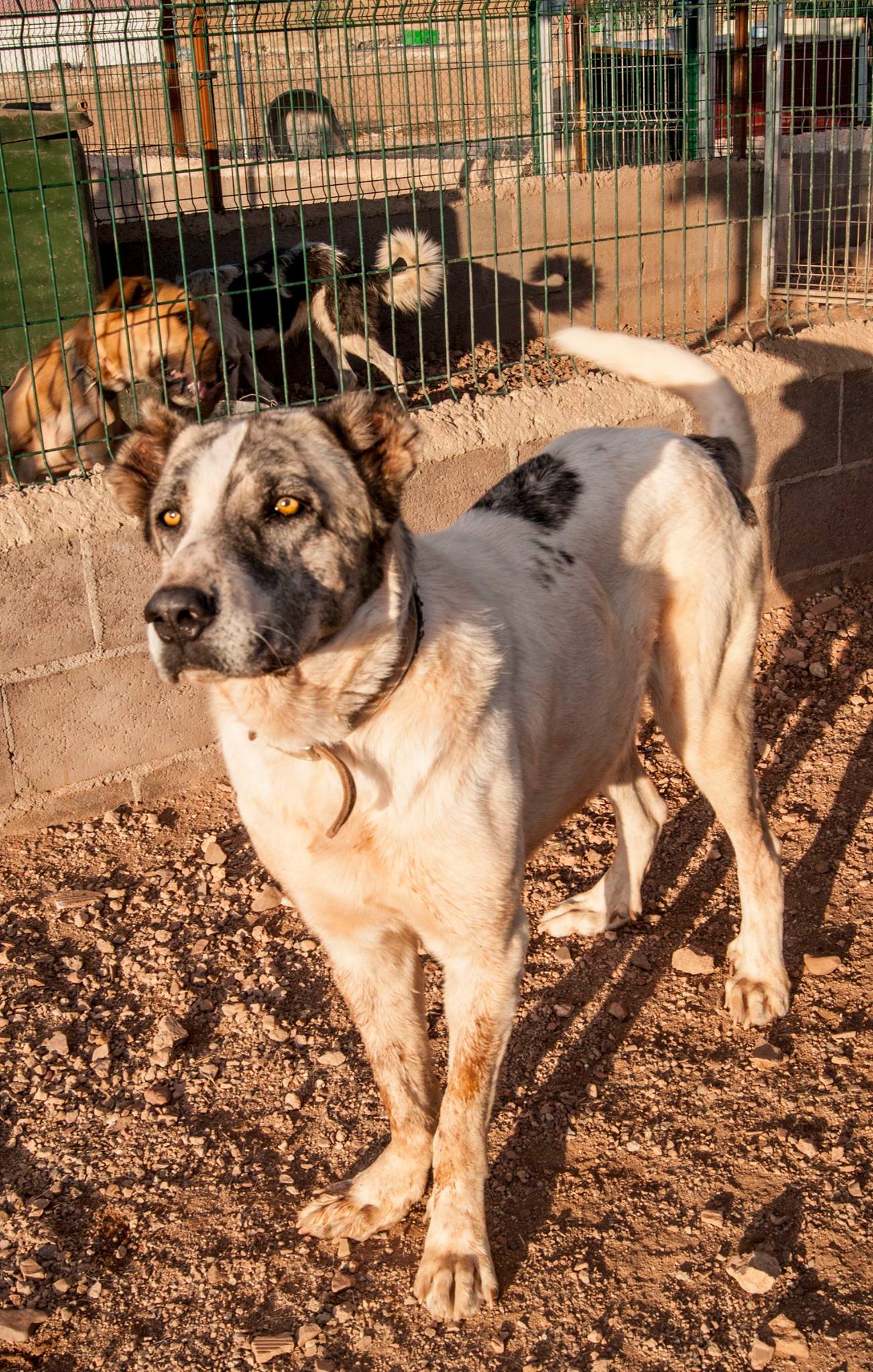 11148332_10207026816245386_8817893992779580128_o(1)