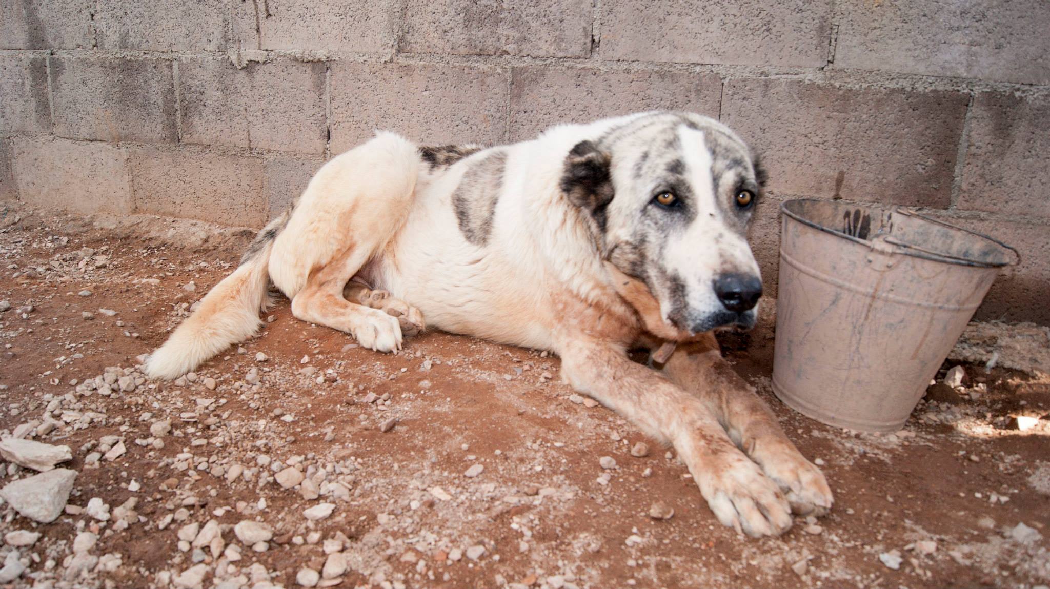 11174748_10206174295052889_9006111543962266270_o(1)