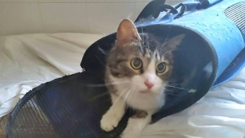 11205584_1015003875190059_4483787733085528394_n