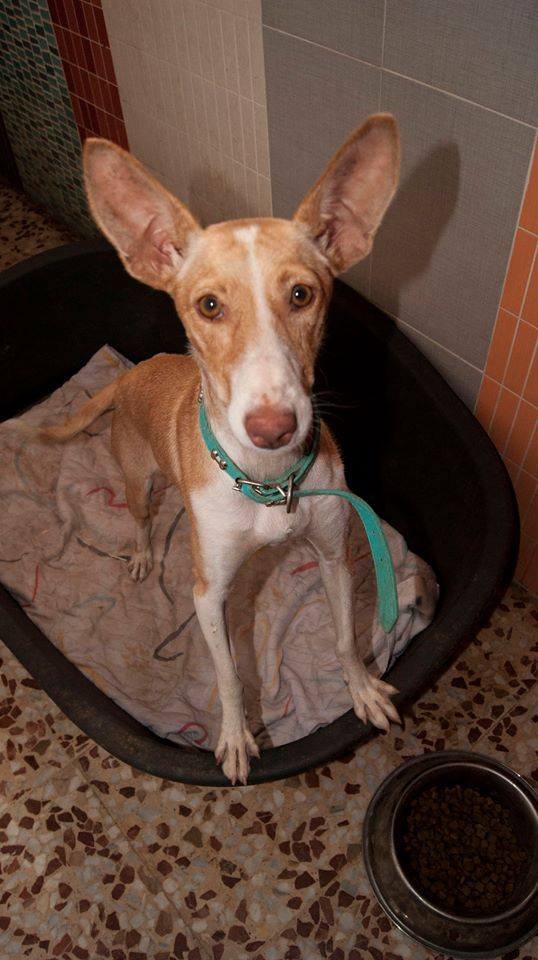 11229554_1062886683735111_8131781410346043542_n