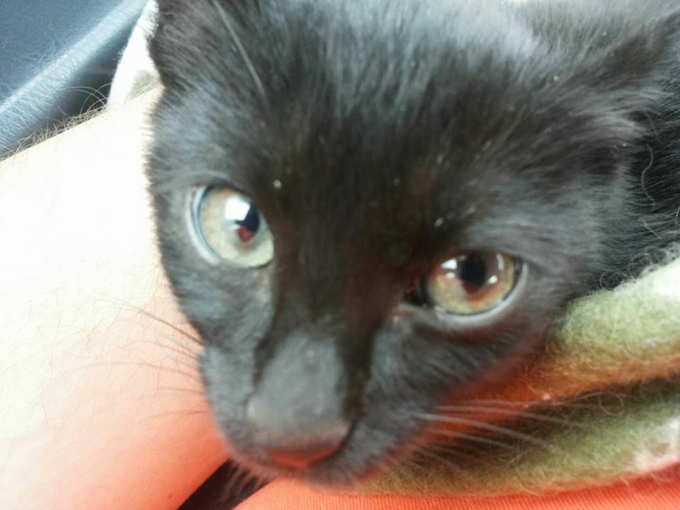 11254539_1086620908028355_972152492849005158_n