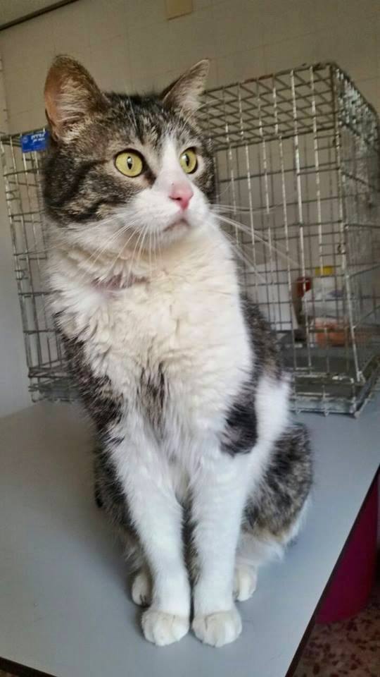 11257236_1015003831856730_7590396786404902656_n