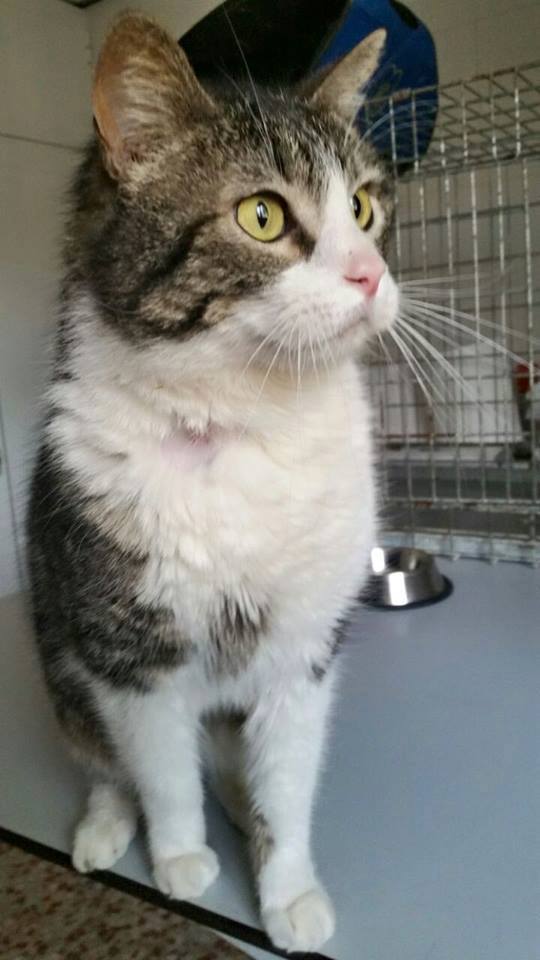 11391164_1015003745190072_5708220741953118680_n