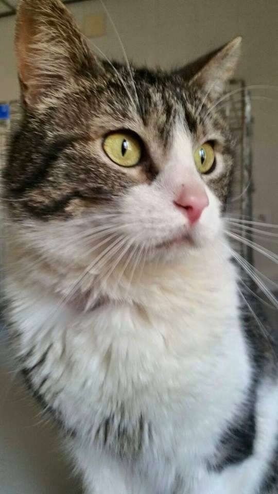 11403230_1015003798523400_1425341996586386771_n