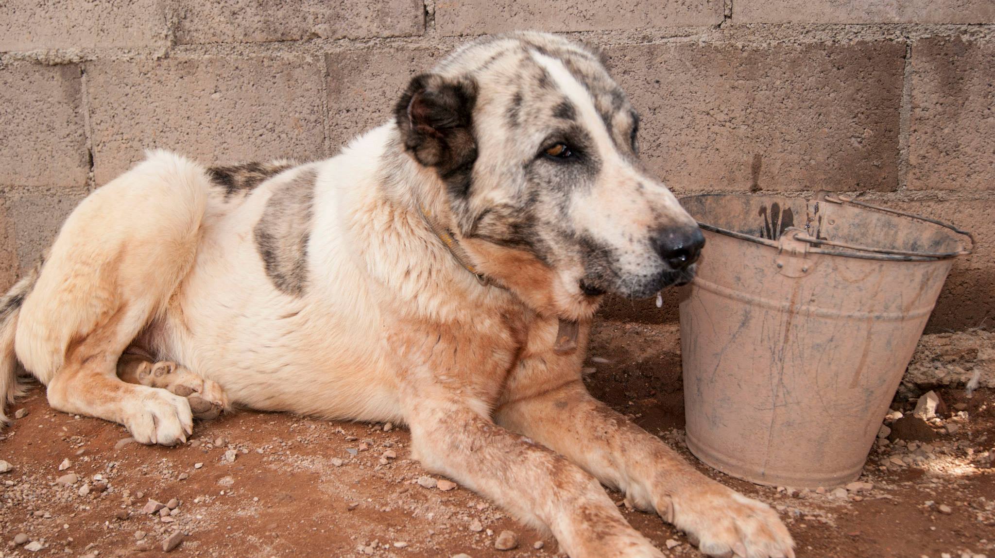 11406522_10206174295132891_1621373035716173657_o(1)