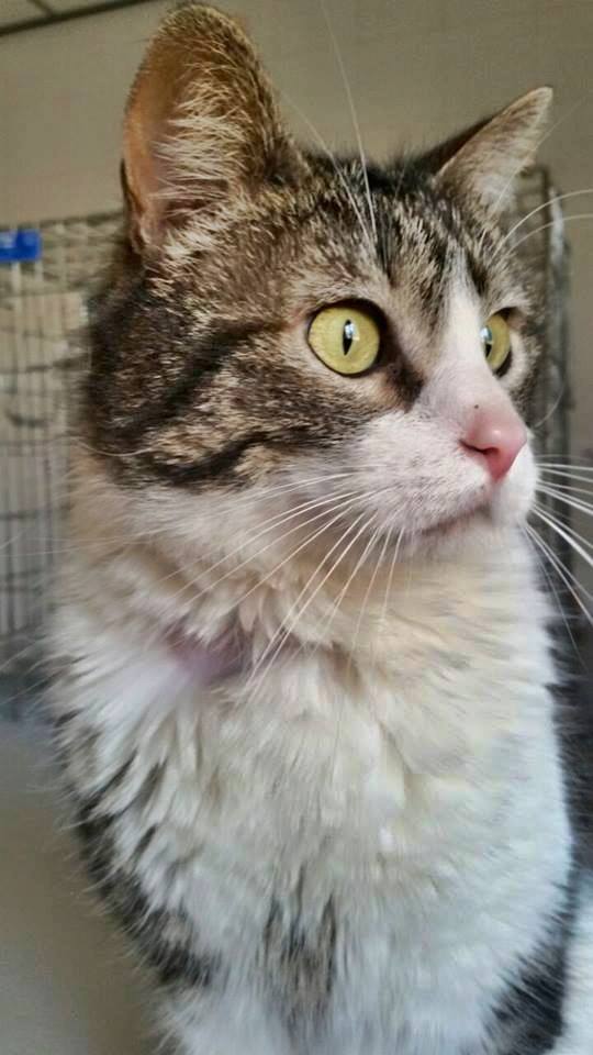 11412263_1015003835190063_1870770694483663947_n