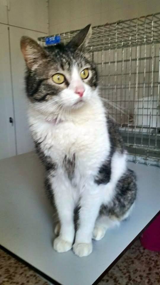 11425451_1015003791856734_6884896543384766203_n