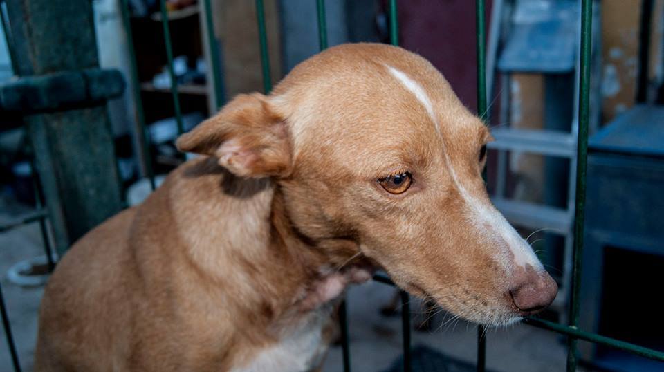 11954628_1061775070512939_5731414763358677491_n