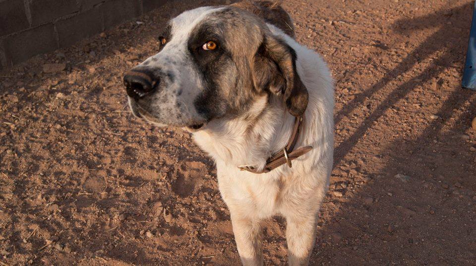 12046785_1087722621251517_5835175522420859974_n