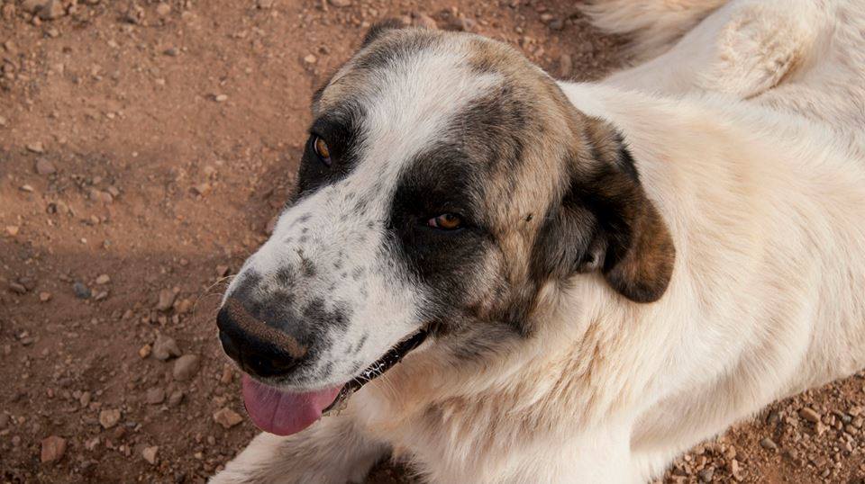 12047091_1087722587918187_417714694202833188_n