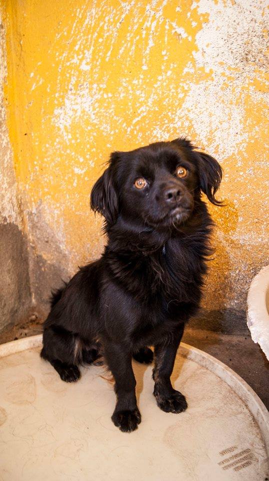 12049128_1085890394768073_6859487273962009391_n