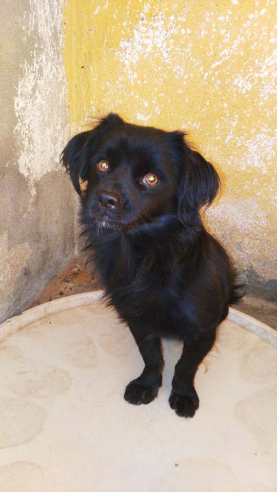 12049560_1085888074768305_3553005292803657431_n