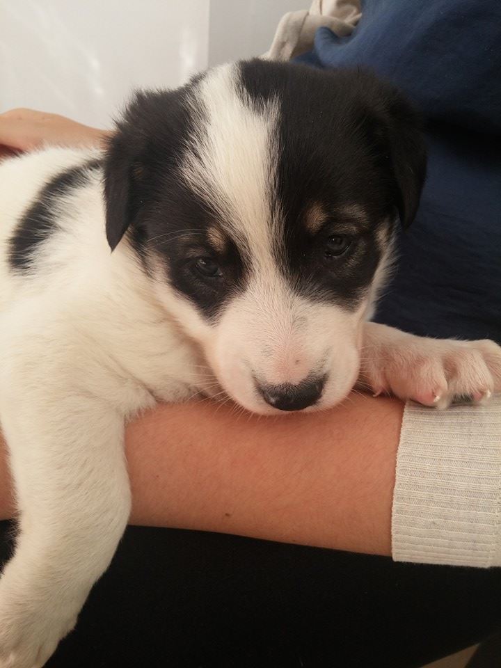 12063393_1082683225088790_403224047003490258_n