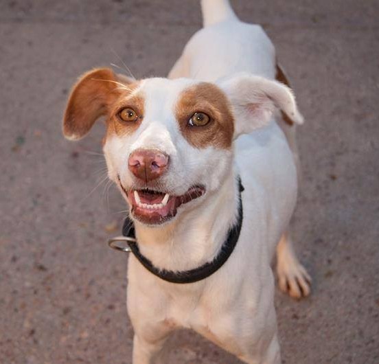 12072599_1082377808452665_27502151824710286_n