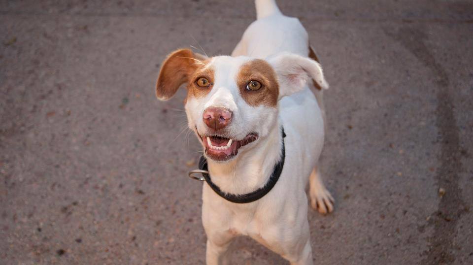 12072599_1082377808452665_27502151824710286_n