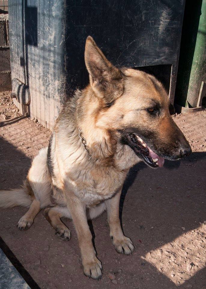 12079428_1078793005477812_2032647467964257457_n