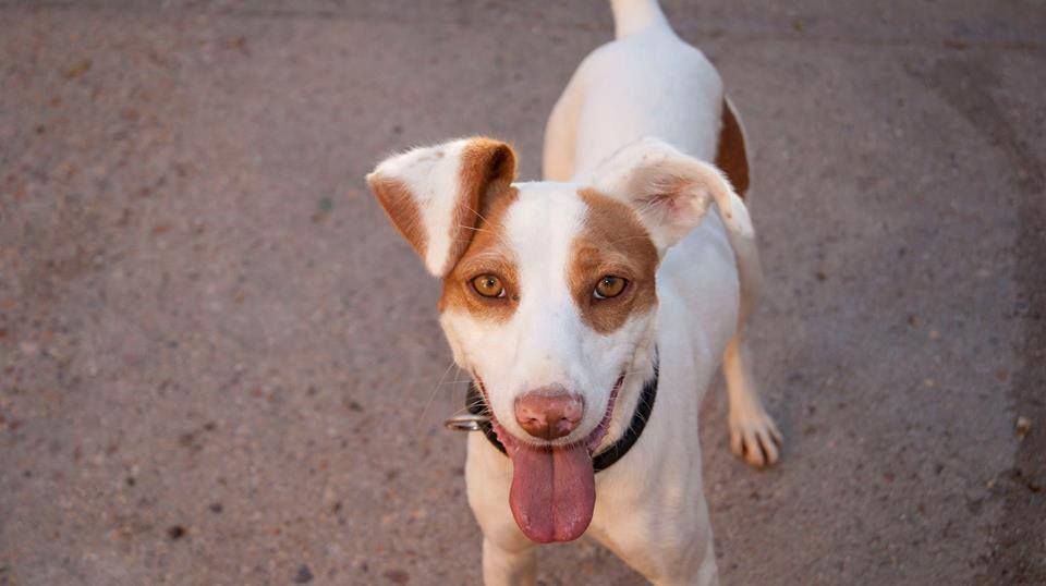 12079566_1082377811785998_6947535151252882153_n