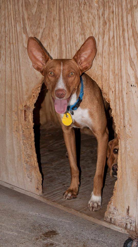 12079693_1078157775541335_8323254193878839757_n