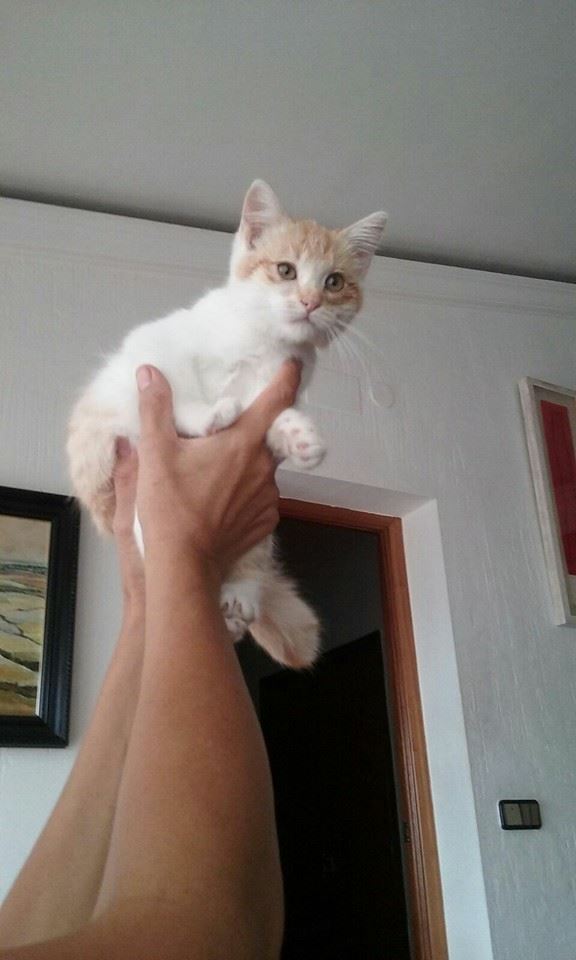 12096010_1084430928247353_3254234844193386617_n