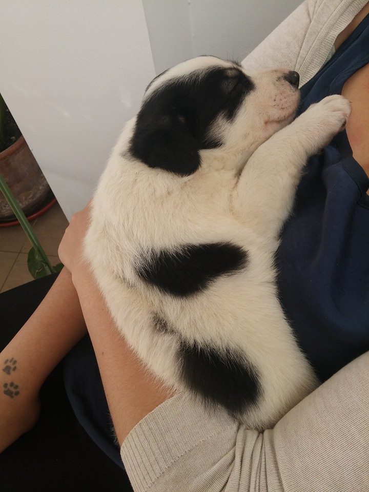 12096618_1082683201755459_2990803170563065973_n