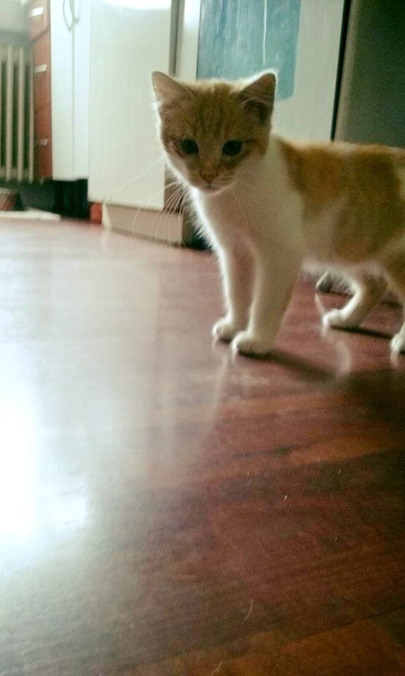 12112174_1084431034914009_3391974128572190491_n