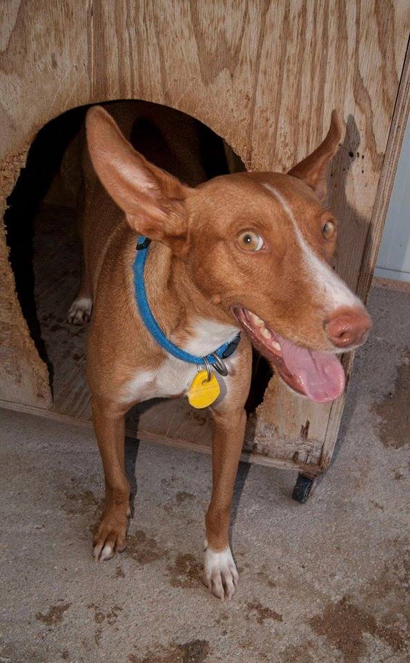 12112450_1078157722208007_1749543098110344795_n